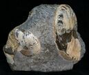 Two Hoploscaphites Ammonites In Matrix - South Dakota #6127-3